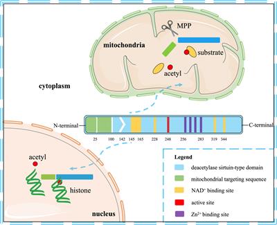 The Role and Therapeutic Perspectives of Sirtuin 3 in Cancer Metabolism Reprogramming, Metastasis, and Chemoresistance